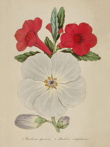 Pterodiscus Specious, Abutilion Vitifolium