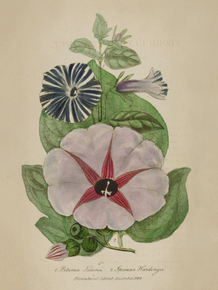 Petunia Nixenii