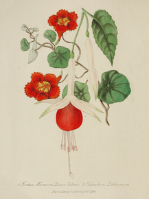 Fuchsia Queen Victoria, Tropaeolum Lobbianum