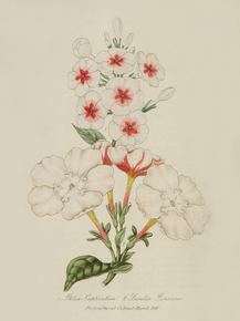 Phlox Captivation, Luculia Pinciana