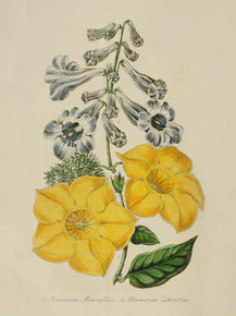 Jacaranda Mimosafolia, Allamanda Cathartica