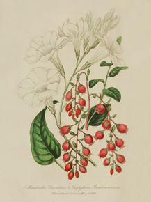 Mandevillia Suaveolens, Gaylussaccia Pseudovaccineum