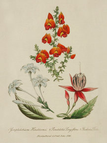 Gompholobium Hendersonii, Rondoletia Longiflora