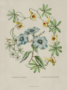 Franciscea Pohliana, Tropaeolum Brickwoodii