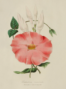 Dipladenia Crassinoda