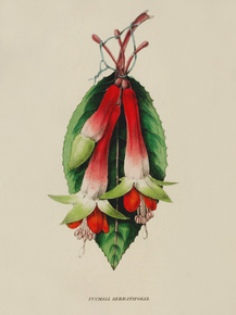 Fuchsia Serratifolia