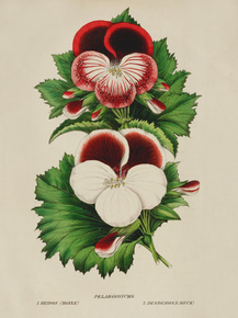 Pelargoniums