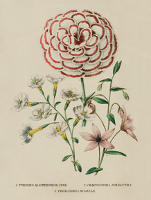 Turner's Masterpiece Pink, Chaenostoma Polyantha