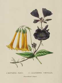 Bouvardia Flava, Calandrinia Umbellata