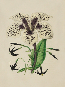 Petasostylio Nigrescens, Gardenia Stanleyana Petasostylio Nigrescens, Gardenia Stanleyana