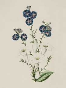 Hindsia Longiflora Alba, Evolvulus Purpuro-Caerulis