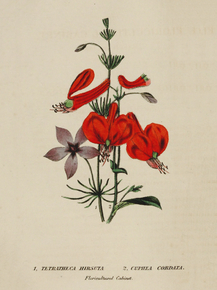 Tetratheca Hirsuta, Cuphea Cordata