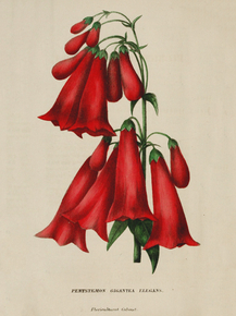 Pentstemon Gigantea Elegans