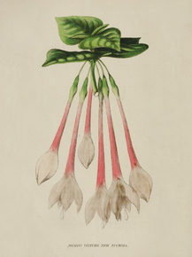 Messrs Veitchs New Fuchsia
