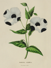 Torenia Asiatica