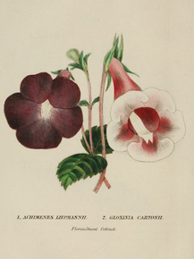 Achimenes Liepmannii, Gloxinia Cartonii