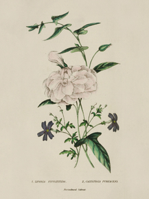 Liparia Pinnatifida, Calystegia Pubescens