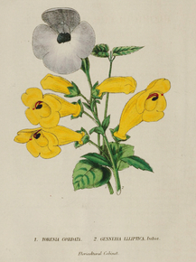 Torenia Cordata, Gesneria Elliptica