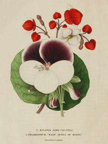 Begonia Albo-Coccinea