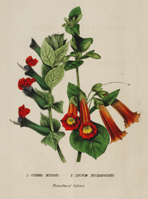 Cuphea Miniata, Lycium Fuchsioides Cuphea Miniata, Lycium Fuchsioides