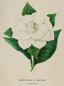 Gardenia Florida Fortuniana