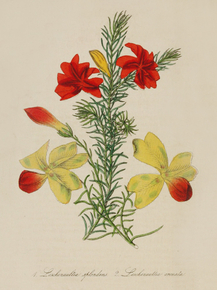 Leschenaultia Splendens, Leschenaultia Arcuata