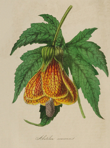 Abutilion Venosum Abutilion Venosum