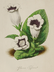 Gloxinia Fyjiana