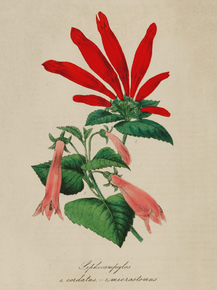 Siphocampylos