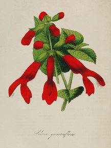 Salvia Gesneriflora