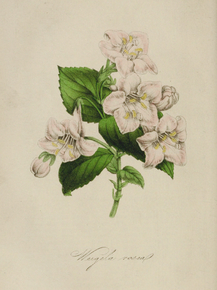Weigela Rosea