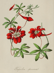 Tropaeolum Speciosum
