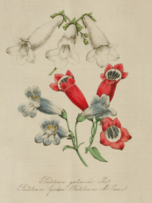 Pentstemon Gentianoides Alba