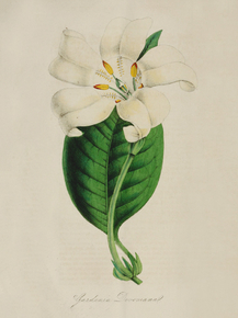 Gardenia Devoniana