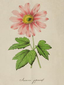 Anemone Japonica