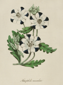 Nemophila Maculata