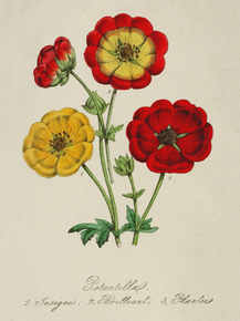 Potentilla Insignis