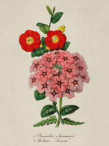 Browallia Jamesonii, Verbena Junius Browallia Jamesonii, Verbena Junius