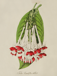 Fuchsia Corymbiflora Alba