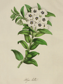 Hoya Bella