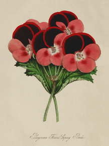 Pelargonium Foslet's Gipsey