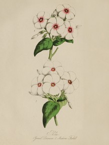 Madame Frobel
