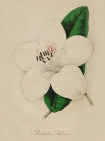 Rhododendron Dalhousiae