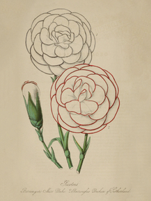 Miss Duke (Bariunger), Duchess Of Sutherland (Burroughes)