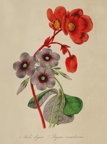 Oxalis Elegans, Begonia Cinnabarina