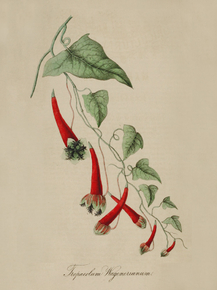Tropaeolum Wagnerianum