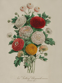 Chrysanthemum Indtcum