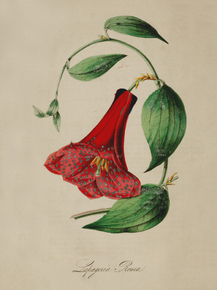 Lapageria Rosea