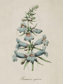 Pentstemon Azureas