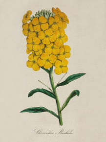 Cheiranthus Marshallii